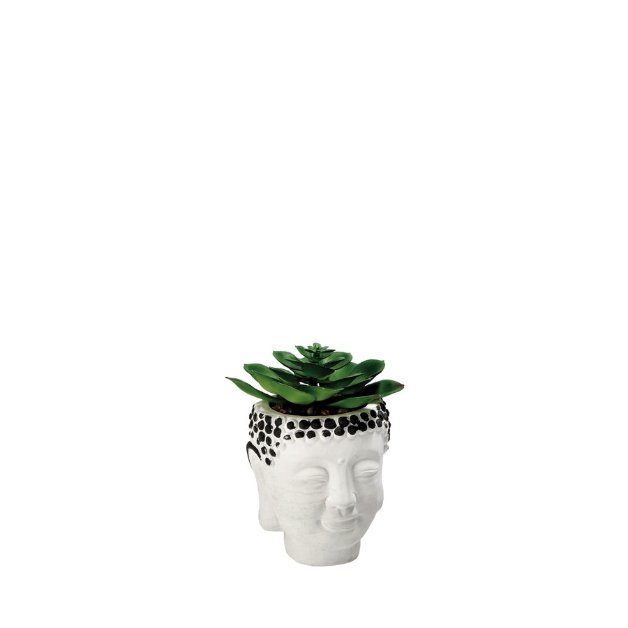 Ad Vaso Con Pianta Grassa Per Decorazione 2 colori D9Xh13