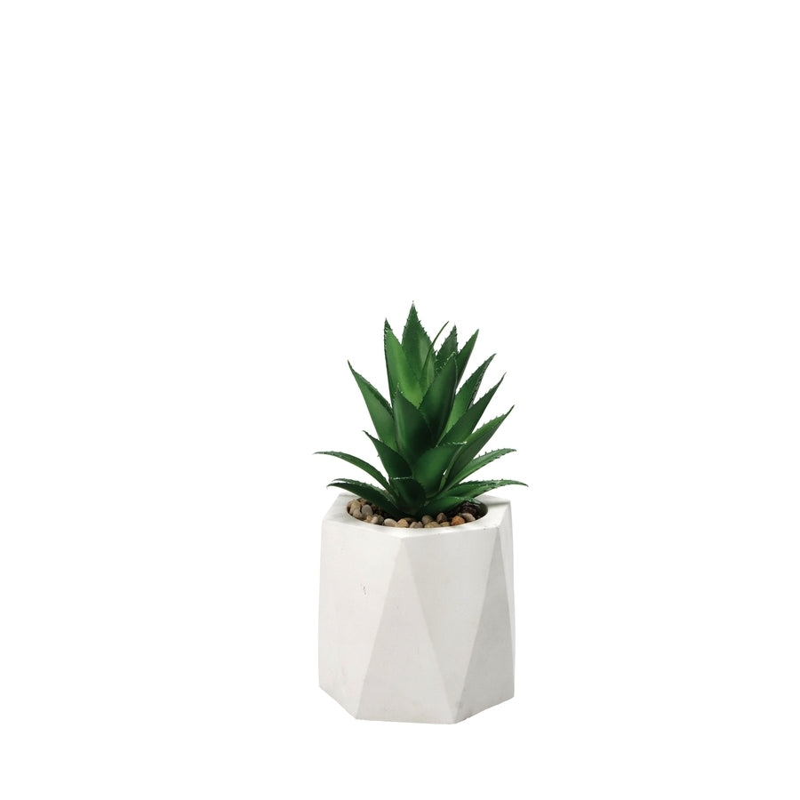 Ad Vaso Con Pianta Grassa Per Decorazione 2 colori D9Xh19
