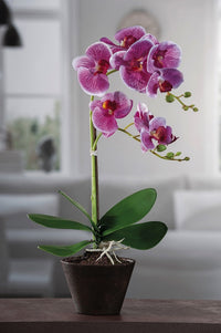 Ad - Vaso Con Orchidea 9 fiori 4 colori D14Xh46